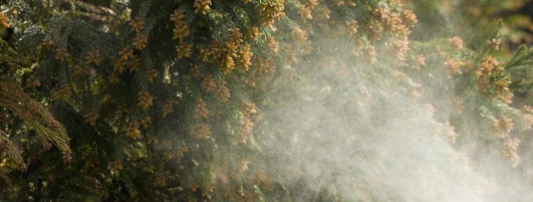 Cedar Season option 3 770x293 1 768x292